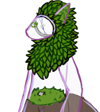 Moss; Forest and Lens